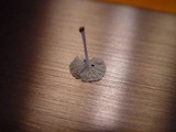 Delicatula integrella image