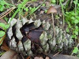Mycena seynii image