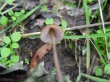 Mycena seynii image