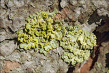 Vulpicida pinastri image