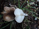 Tricholoma scalpturatum image