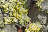 Vulpicida pinastri image