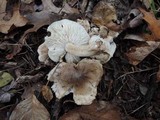 Tricholoma olivaceobrunneum image