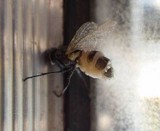 Entomophthora muscae image