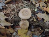 Lactarius imperceptus image