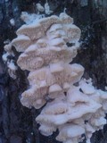 Sarcodontia pachyodon image