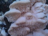 Sarcodontia pachyodon image