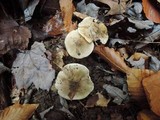 Tricholoma umbonatum image
