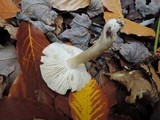 Tricholoma umbonatum image