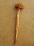 Battarrea phalloides image