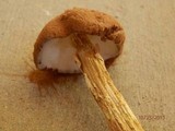 Battarrea phalloides image