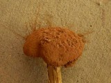 Battarrea phalloides image