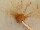 Battarrea phalloides image