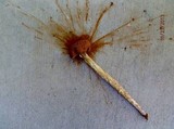 Battarrea phalloides image