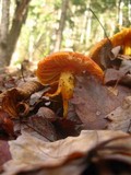 Hygrocybe punicea image