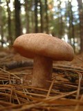 Lactarius vinaceorufescens image