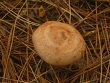 Lactarius vinaceorufescens image