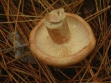 Lactarius vinaceorufescens image