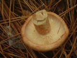 Lactarius vinaceorufescens image