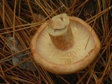 Lactarius vinaceorufescens image