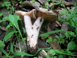 Lactarius argillaceifolius image