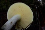 Suillus brevipes image