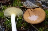 Suillus brevipes image