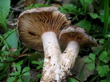 Lactarius argillaceifolius image