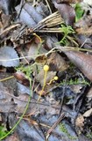 Mycena oregonensis image