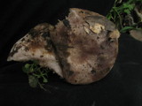 Lactarius argillaceifolius image