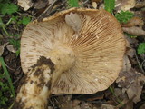 Lactarius argillaceifolius image