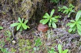 Leccinum largentii image