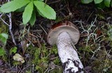 Leccinum largentii image