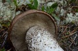 Leccinum largentii image