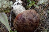 Leccinum largentii image