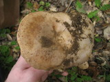 Lactarius argillaceifolius image