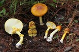 Amanita flavoconia var. inquinata image