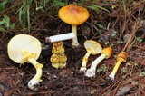 Amanita flavoconia var. inquinata image