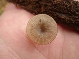 Arrhenia epichysium image