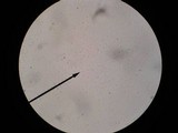 Arrhenia epichysium image