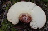Fistulina hepatica image