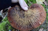 Fistulina hepatica image