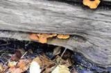 Pholiota granulosa image