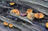 Pholiota granulosa image