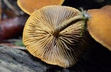 Pholiota granulosa image