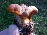 Suillus caerulescens image