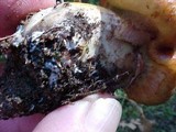 Suillus caerulescens image