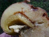 Suillus caerulescens image