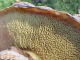 Suillus caerulescens image