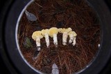 Floccularia luteovirens image